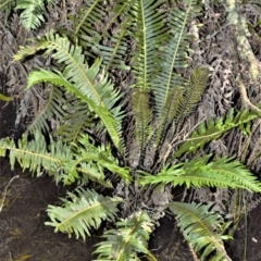 Blechnum nudum (Fishbone Water Fern) at Wingecarribee Local Government Area - 17 Aug 2020 by plants