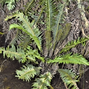 Blechnum nudum at Robertson - 17 Aug 2020 10:25 AM