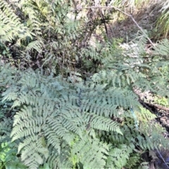 Diplazium australe (Austral Lady Fern) at Robertson - 17 Aug 2020 by plants