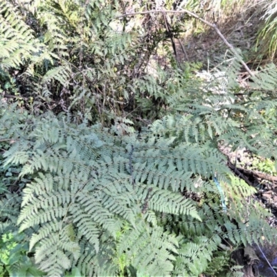 Diplazium australe (Austral Lady Fern) at Wingecarribee Local Government Area - 17 Aug 2020 by plants