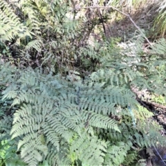 Diplazium australe (Austral lady fern) at Wingecarribee Local Government Area - 17 Aug 2020 by plants