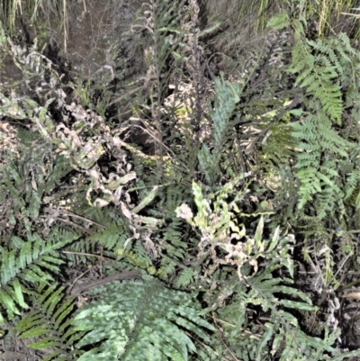 Blechnum minus (Soft Water Fern) at Robertson - 17 Aug 2020 by plants