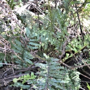 Blechnum minus at Robertson - 17 Aug 2020