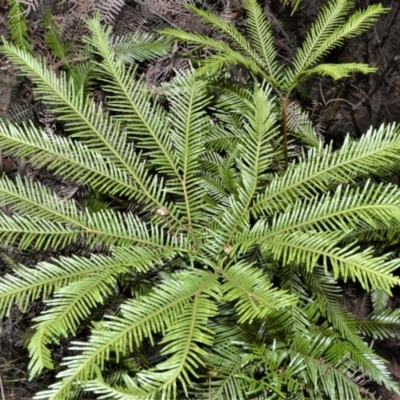 Sticherus flabellatus (Shiny Fan-fern, Umbrella Fern) at Morton National Park - 17 Aug 2020 by plants