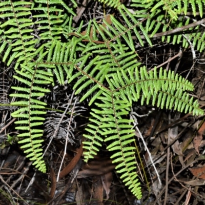 Gleichenia microphylla (Scrambling Coral Fern) at Wildes Meadow, NSW - 17 Aug 2020 by plants