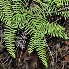 Gleichenia microphylla (Scrambling Coral Fern) at Wingecarribee Local Government Area - 17 Aug 2020 by plants