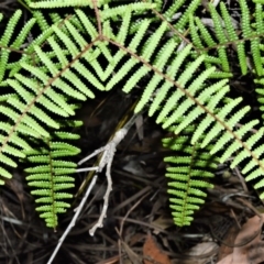 Gleichenia microphylla at Wildes Meadow, NSW - suppressed