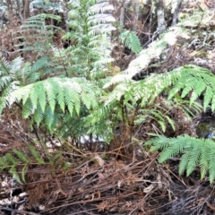 Todea barbara (King Fern) at Wingecarribee Local Government Area - 17 Aug 2020 by plants