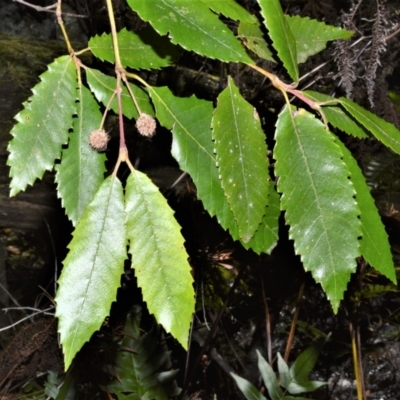 Callicoma serratifolia (Black Wattle, Butterwood, Tdgerruing) at Morton National Park - 17 Aug 2020 by plants