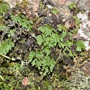 Hymenophyllum cupressiforme at Morton National Park - suppressed