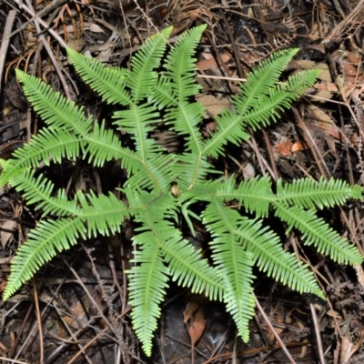 Sticherus lobatus (Spreading Fan Fern) at Morton National Park - 17 Aug 2020 by plants