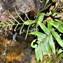 Blechnum wattsii (Hard Water Fern) at Wingecarribee Local Government Area - 17 Aug 2020 by plants
