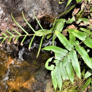 Blechnum wattsii at Robertson - 17 Aug 2020 10:36 AM