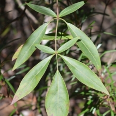 Polyscias sambucifolia (Elderberry Panax) at Morton National Park - 17 Aug 2020 by plants