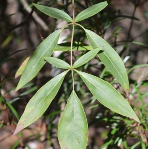 Polyscias sambucifolia at Robertson - 17 Aug 2020