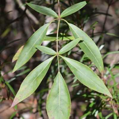 Polyscias sambucifolia (Elderberry Panax) at Morton National Park - 17 Aug 2020 by plants