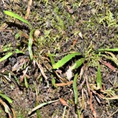 Notogrammitis billardierei (Finger Fern) at Robertson - 17 Aug 2020 by plants