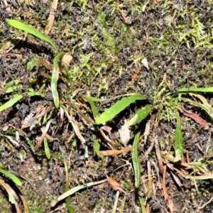 Notogrammitis billardierei at Morton National Park - 17 Aug 2020