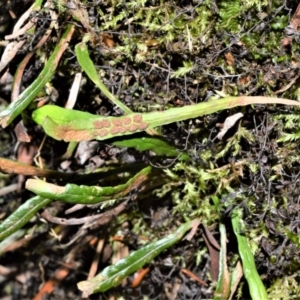 Notogrammitis billardierei at Morton National Park - 17 Aug 2020