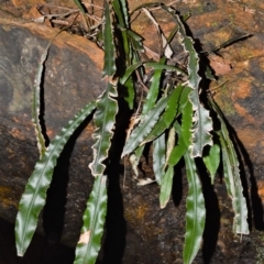 Blechnum patersonii subsp. patersonii (Strap Water Fern) at Robertson - 17 Aug 2020 by plants