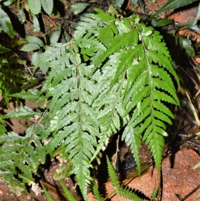 Lastreopsis acuminata (Shiny Shield Fern) at Wingecarribee Local Government Area - 17 Aug 2020 by plants