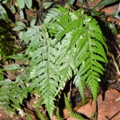Lastreopsis acuminata (Shiny Shield Fern) at Morton National Park - 17 Aug 2020 by plants