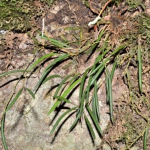 Dockrillia striolata at Morton National Park - 17 Aug 2020