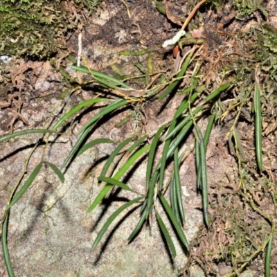 Dockrillia striolata (Streaked Rock Orchid) at Morton National Park - 17 Aug 2020 by plants