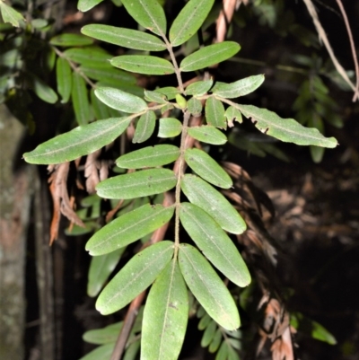 Eucryphia moorei (Pinkwood/Plumwood) at Wildes Meadow, NSW - 17 Aug 2020 by plants