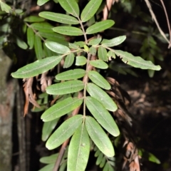 Eucryphia moorei (Pinkwood/Plumwood) at Wingecarribee Local Government Area - 17 Aug 2020 by plants