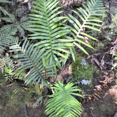 Blechnum cartilagineum (Gristle Fern) at Wildes Meadow, NSW - 17 Aug 2020 by plants