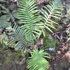 Blechnum cartilagineum (Gristle fern) at Wildes Meadow, NSW - 17 Aug 2020 by plants