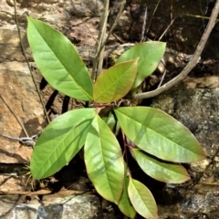 Quintinia sieberi (Possumwood) at - 17 Aug 2020 by plants