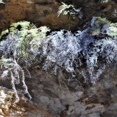 Gleichenia rupestris (Scrambling Coral Fern) at Morton National Park - 17 Aug 2020 by plants