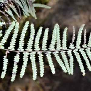 Gleichenia rupestris at Robertson - 17 Aug 2020