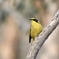 Lichenostomus melanops (Yellow-tufted Honeyeater) at Googong Foreshore - 13 Aug 2020 by epic