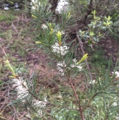 Hakea sericea (Needlebush) at Bomaderry Creek Regional Park - 11 Aug 2020 by JanetL