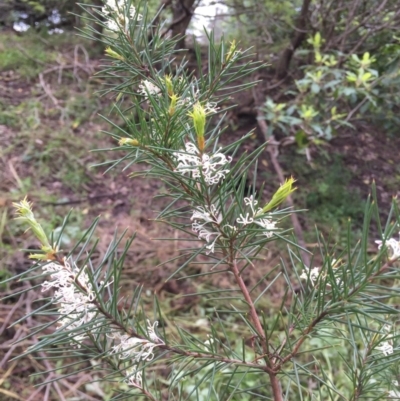 Hakea sericea (Needlebush) at Bomaderry Creek Regional Park - 11 Aug 2020 by JanetL