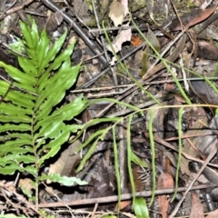 Blechnum camfieldii (Blechnum camfieldii) at Wildes Meadow, NSW - 17 Aug 2020 by plants