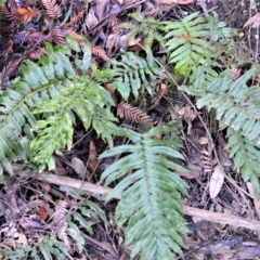 Blechnum camfieldii at Wildes Meadow, NSW - 17 Aug 2020 12:55 PM