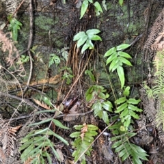 Blechnum ambiguum at Wildes Meadow, NSW - 17 Aug 2020 by plants