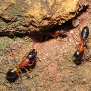 Camponotus consobrinus at Acton, ACT - 14 Aug 2020