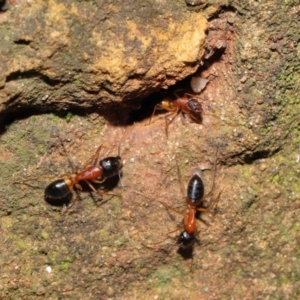 Camponotus consobrinus at Acton, ACT - 14 Aug 2020