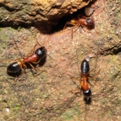 Camponotus consobrinus at Acton, ACT - 14 Aug 2020