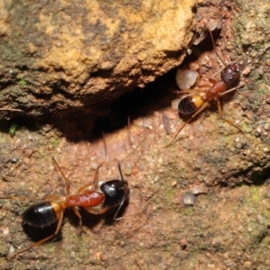 Camponotus consobrinus at Acton, ACT - 14 Aug 2020