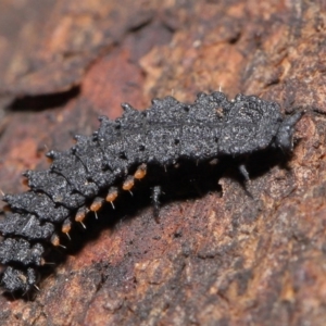 Porrostoma sp. (genus) at Acton, ACT - 14 Aug 2020