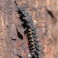 Porrostoma sp. (genus) at Acton, ACT - 14 Aug 2020