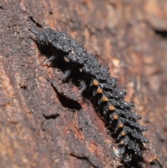 Porrostoma sp. (genus) at Acton, ACT - 14 Aug 2020 12:37 PM