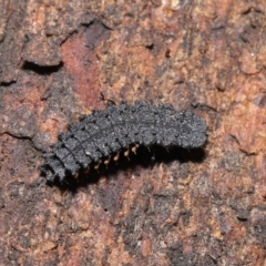 Porrostoma sp. (genus) at Acton, ACT - 14 Aug 2020