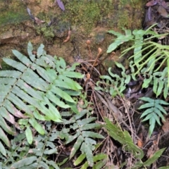 Blechnum wattsii (Hard Water Fern) at Wingecarribee Local Government Area - 17 Aug 2020 by plants